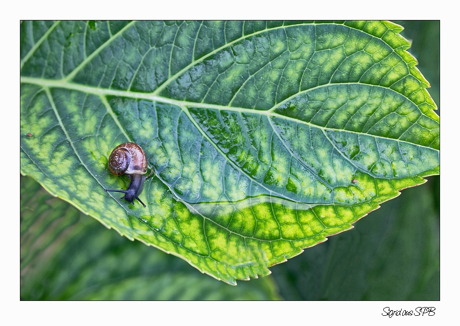 Schnecke auf Wanderschaft....