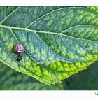 Schnecke auf Wanderschaft....