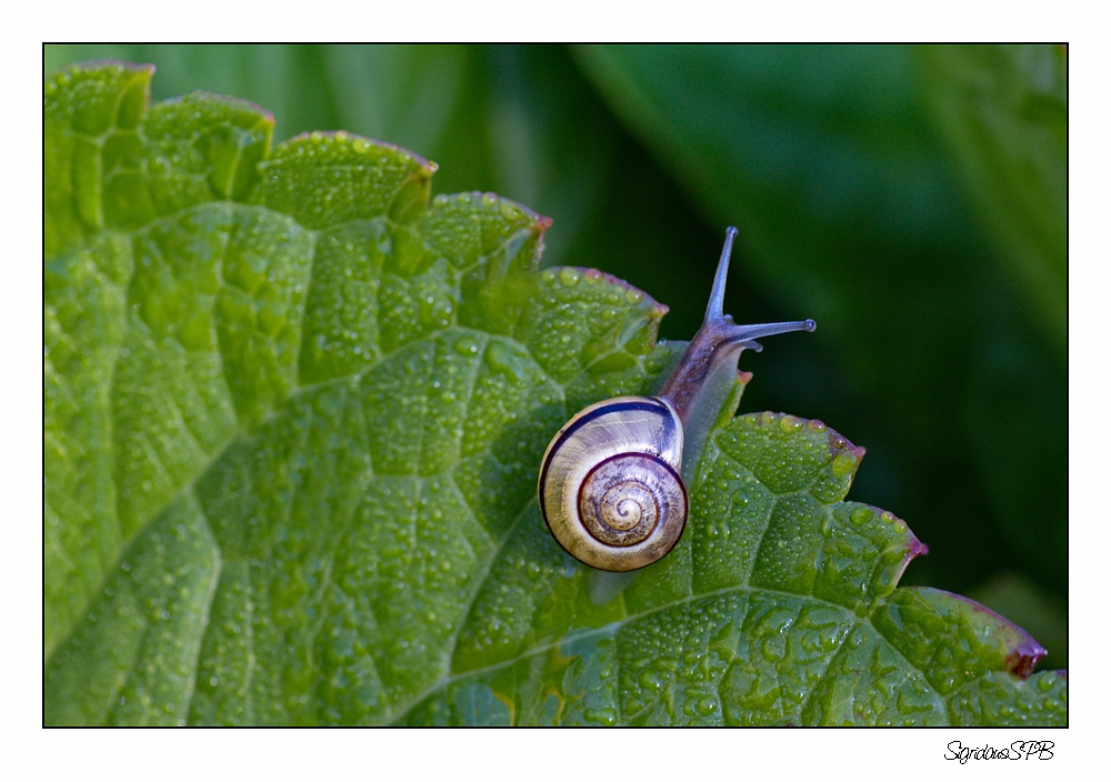 Schnecke auf Wanderschaft...