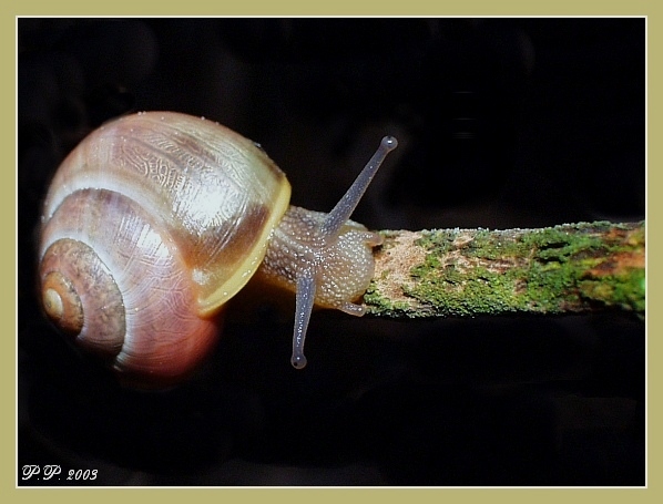 Schnecke auf Wanderschaft