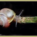 Schnecke auf Wanderschaft