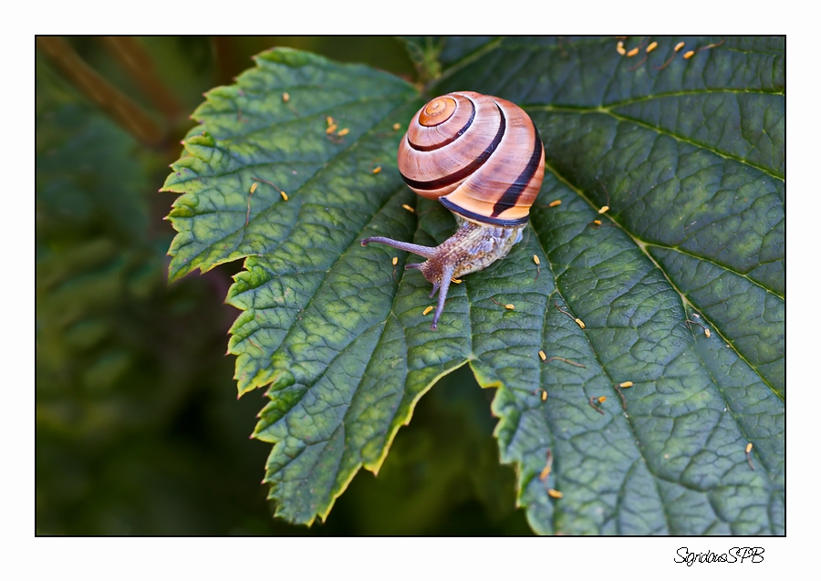 Schnecke auf Wanderschaft.........