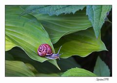 Schnecke auf Wanderschaft......