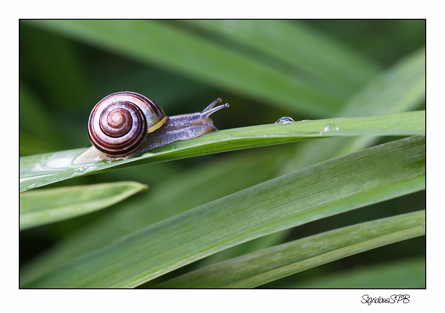 Schnecke auf Wanderschaft....