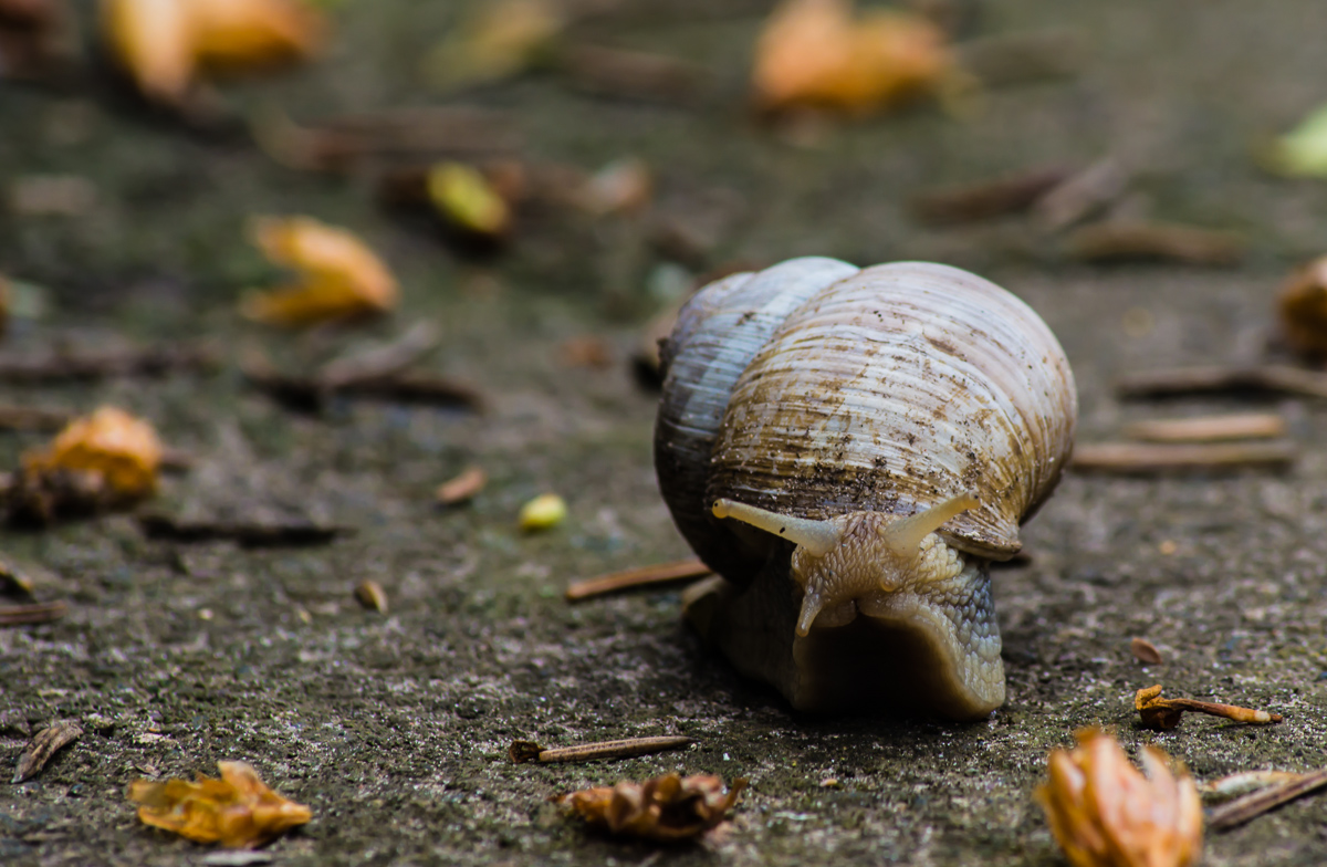 Schnecke auf Wanderschaft