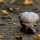 Schnecke auf Wanderschaft