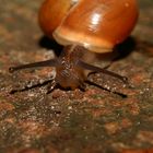 schnecke auf wanderung