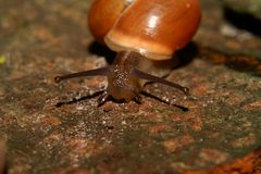 schnecke auf wanderung