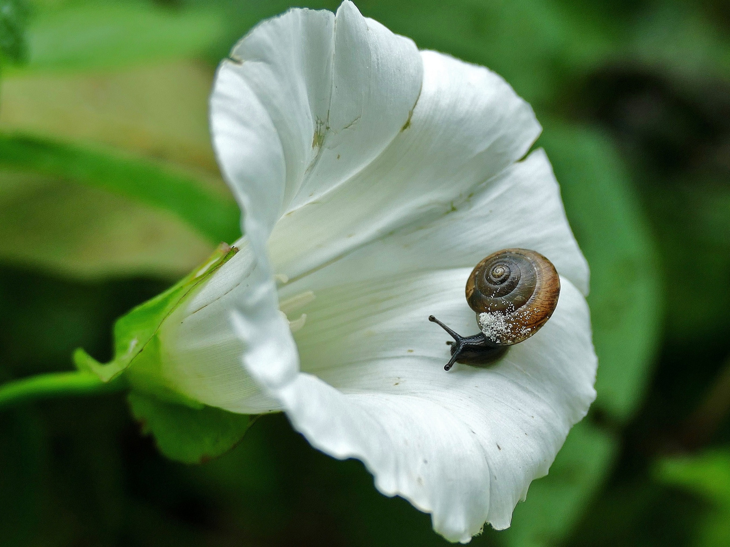 Schnecke auf Zaunwinde