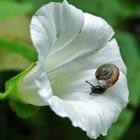 Schnecke auf Zaunwinde