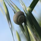 Schnecke auf Zypern