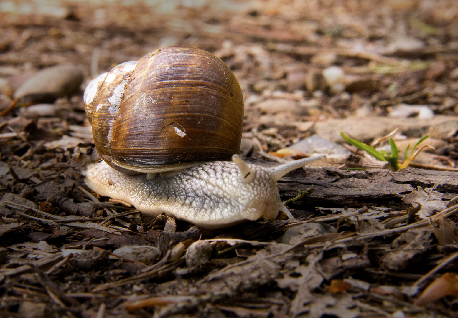 Schnecke aus dem Bayerischen Wald