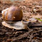 Schnecke aus dem Bayerischen Wald