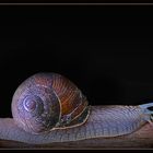 Schnecke aus'm Häuschen