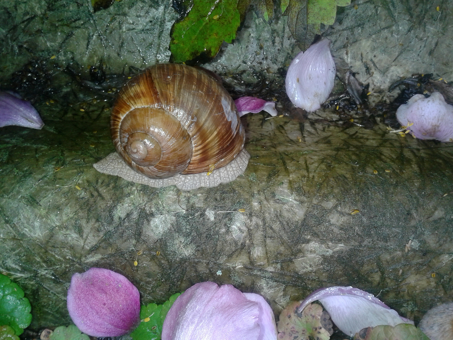 Schnecke