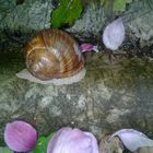 Schnecke