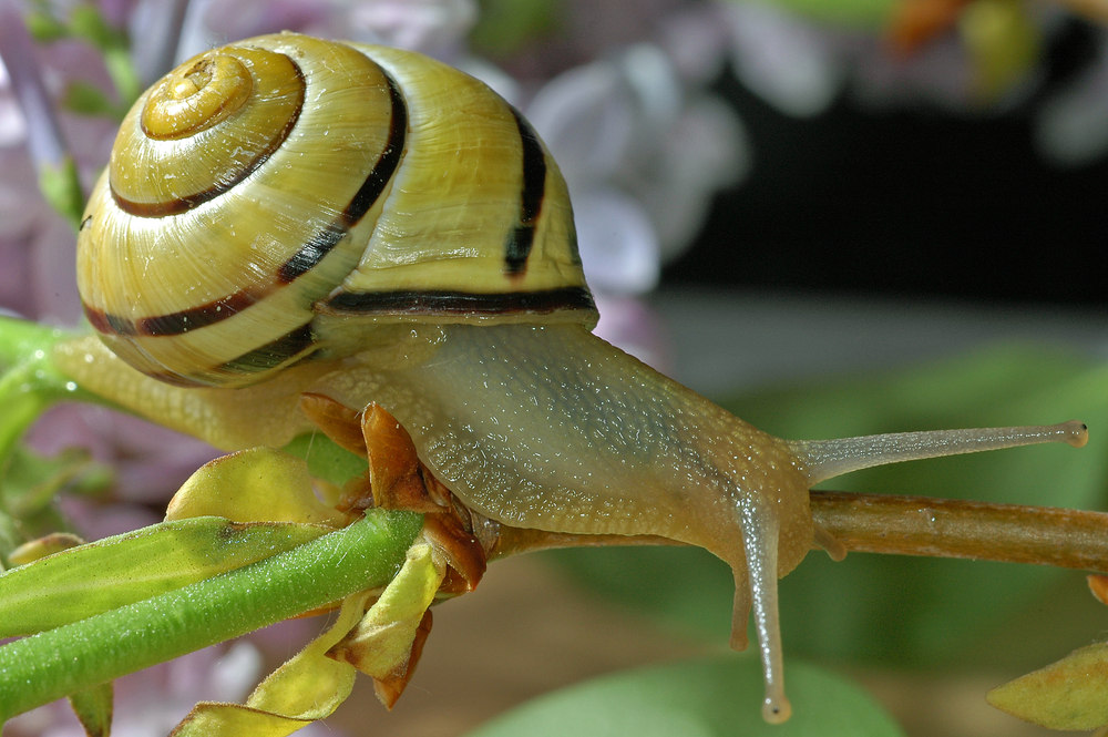 Schnecke