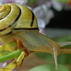 Schnecke