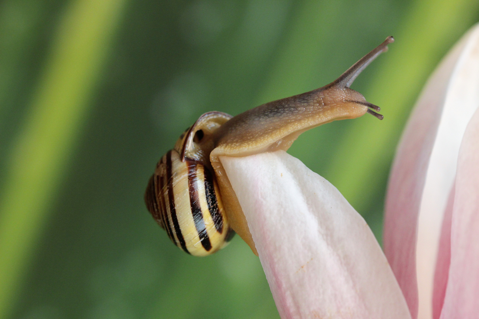 Schnecke