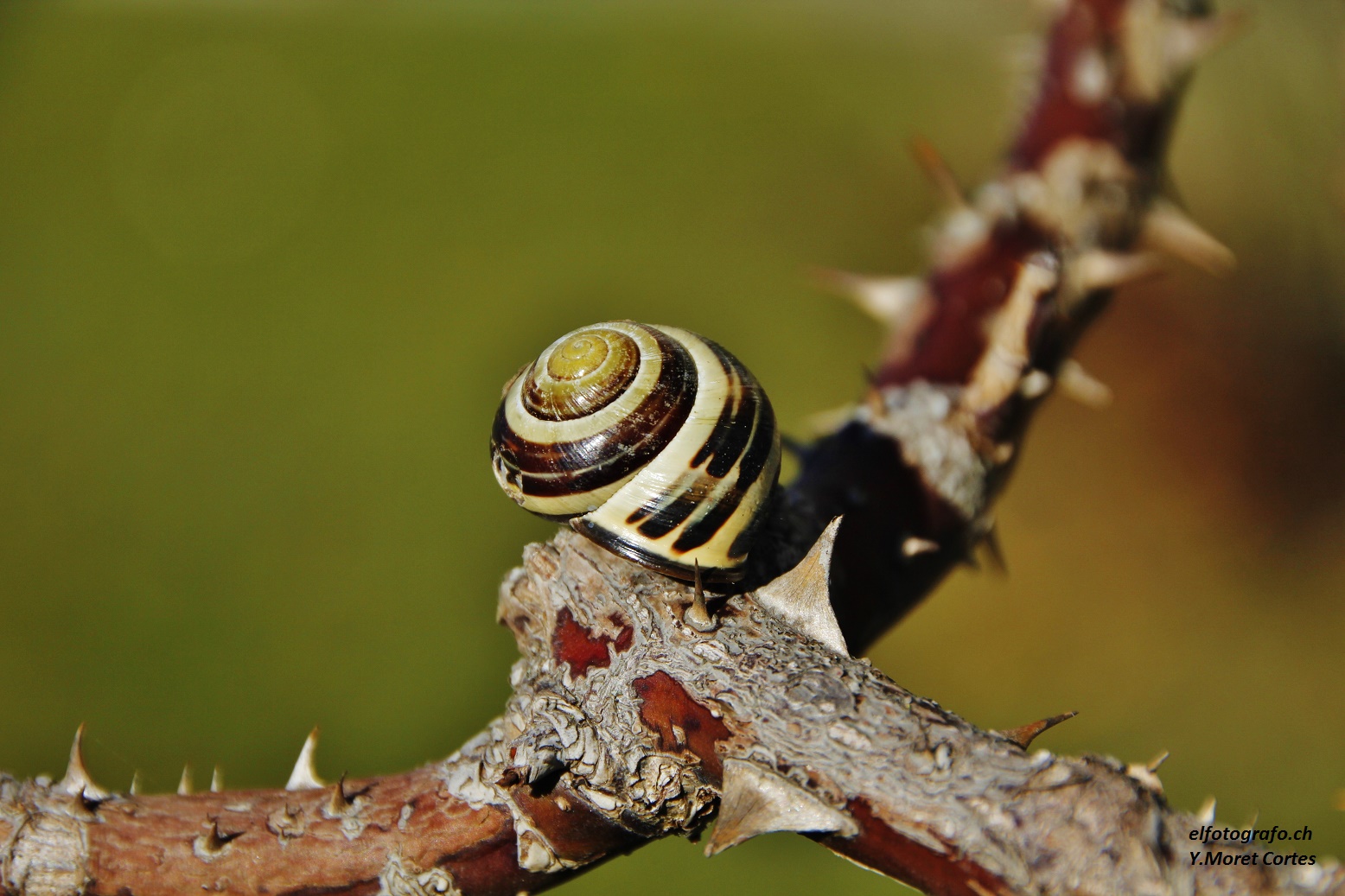 Schnecke