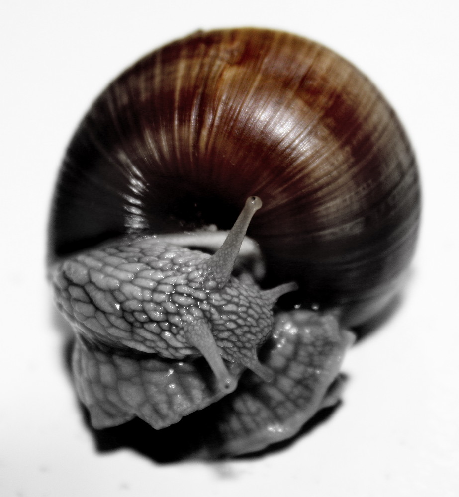 .........Schnecke.....