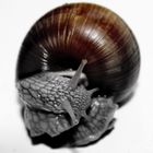 .........Schnecke.....