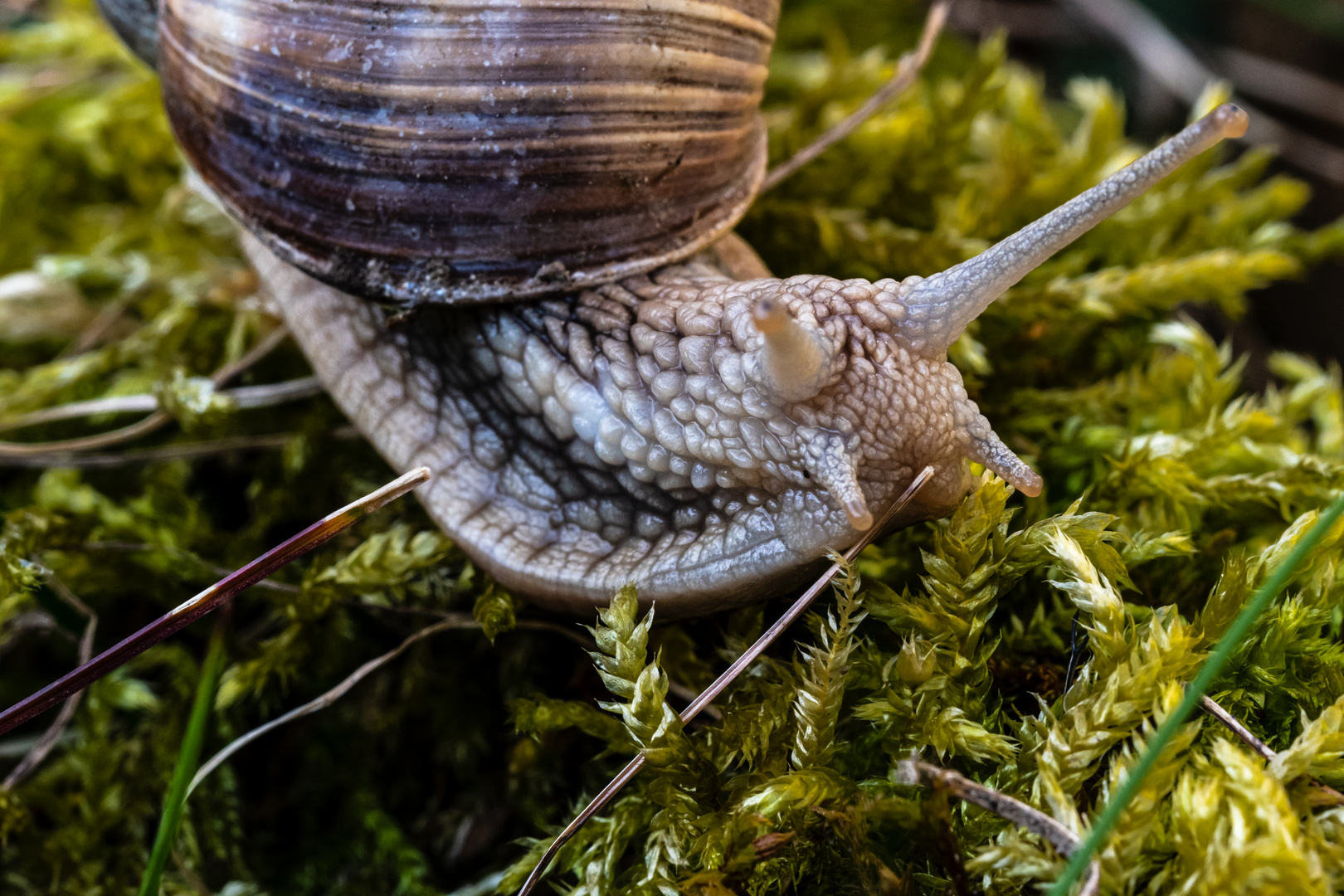 Schnecke