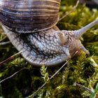 Schnecke