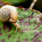 Schnecke