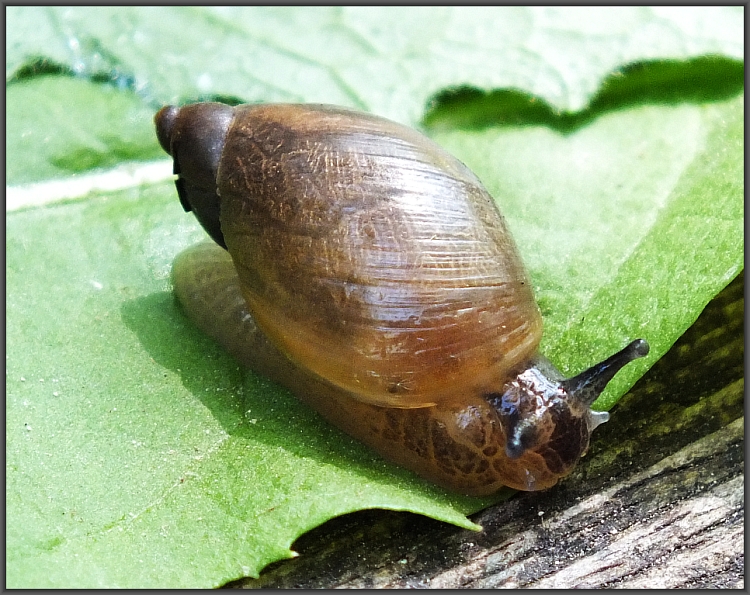 Schnecke