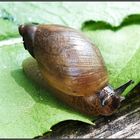 Schnecke