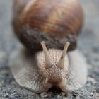 Schnecke