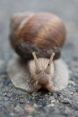 Schnecke