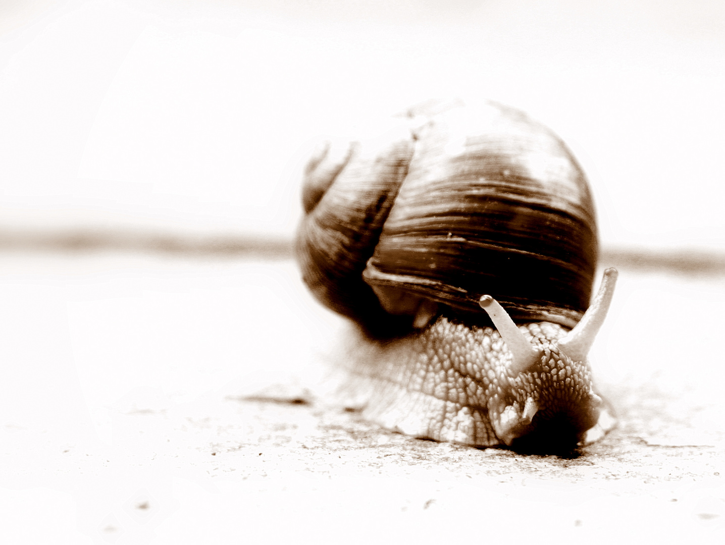 Schnecke