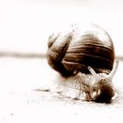 Schnecke