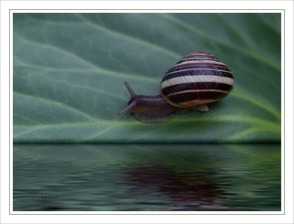 Schnecke