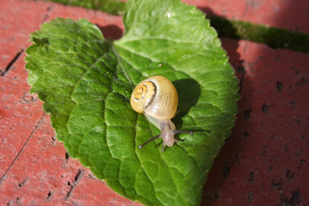 Schnecke