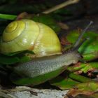 Schnecke