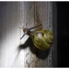 Schnecke