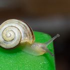 Schnecke