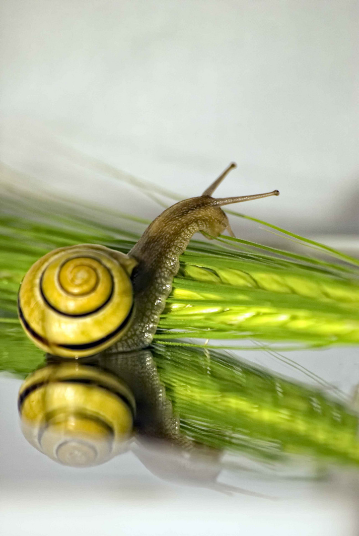 Schnecke