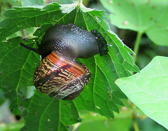 Schnecke