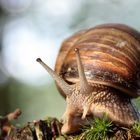 Schnecke