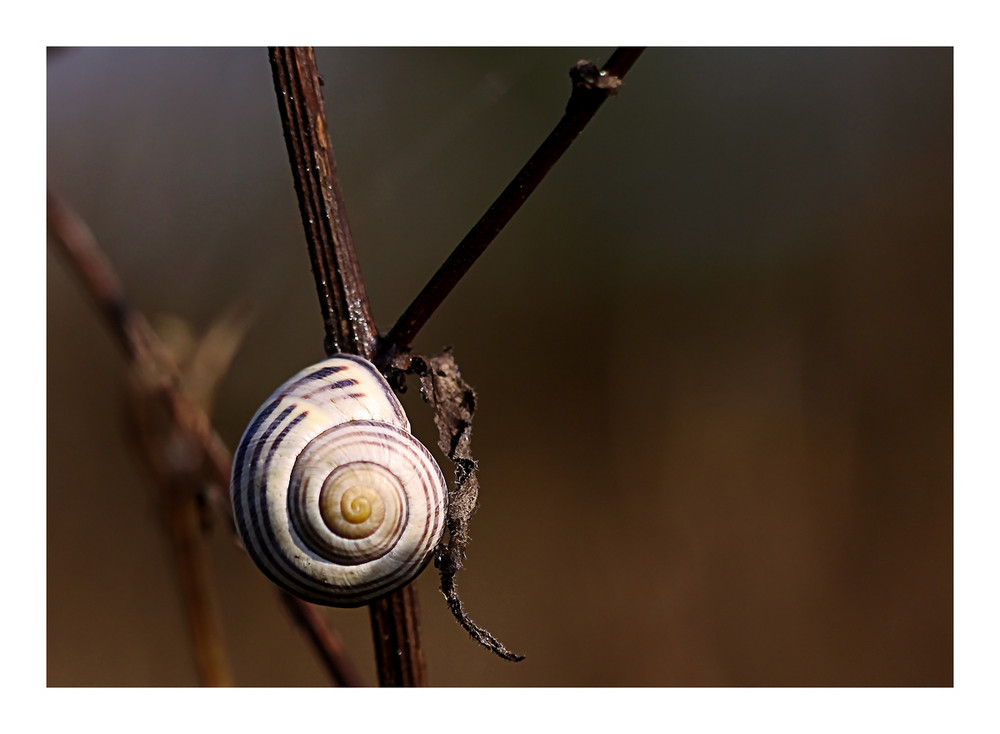 Schnecke