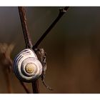 Schnecke