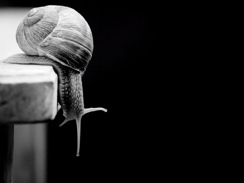 Schnecke