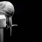 Schnecke