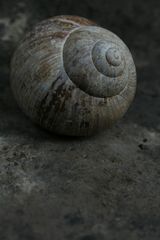 Schnecke