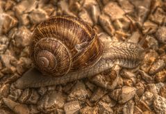 Schnecke