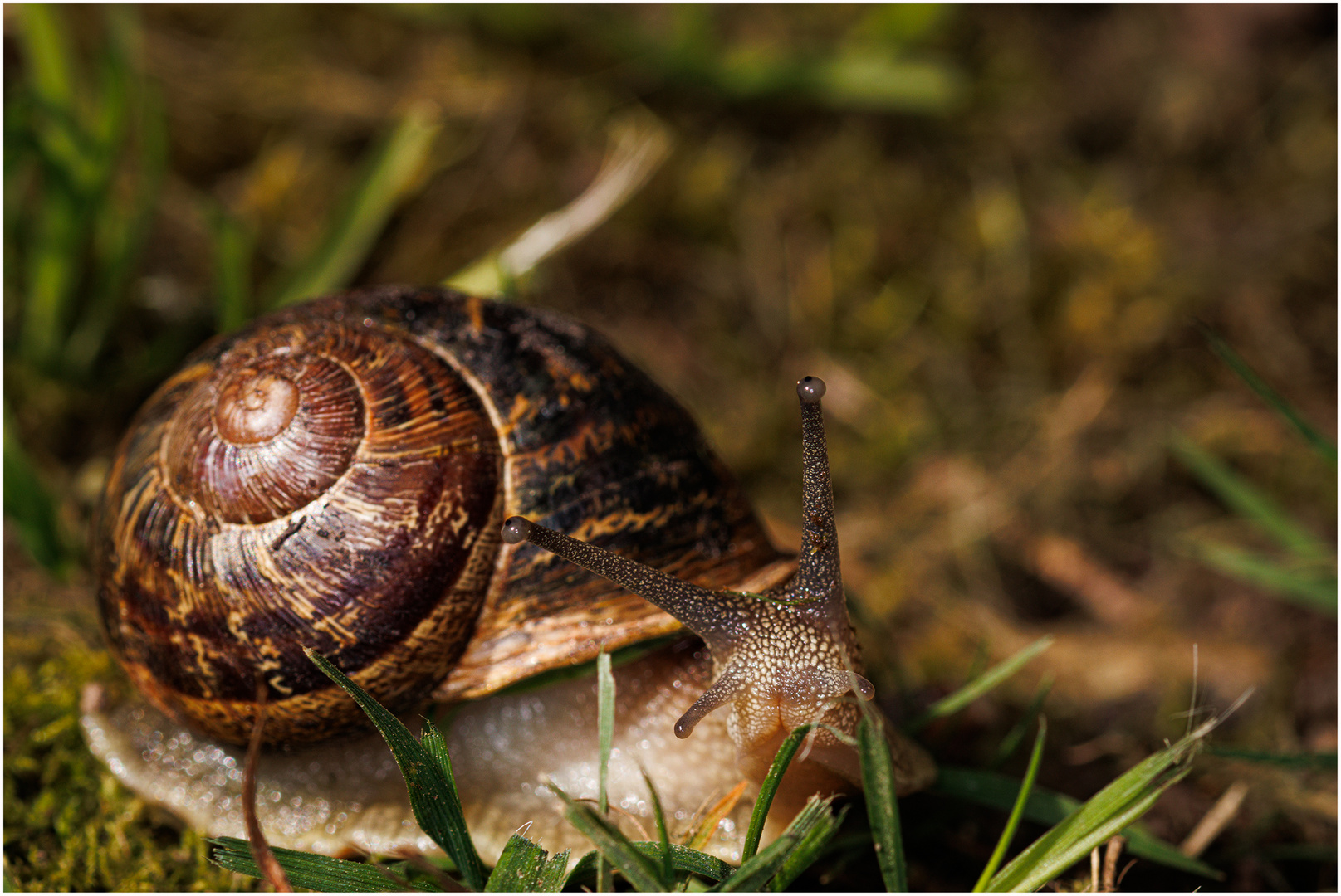 Schnecke